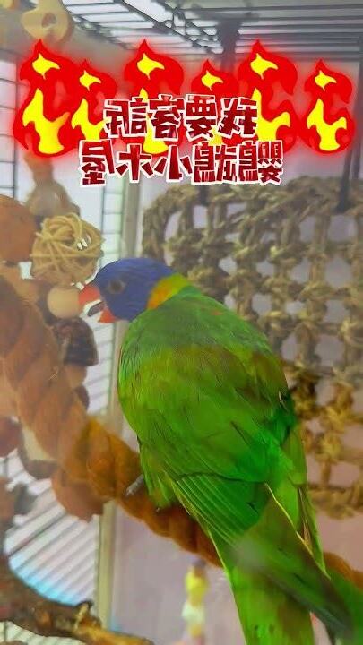 鸚鵡小木屋 爭議